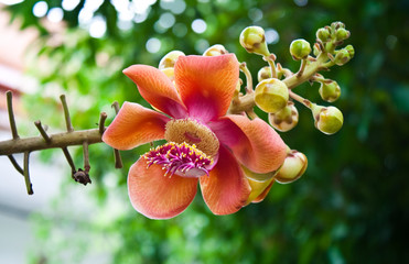 cannonball tree : couroupita guianensis aubl.
