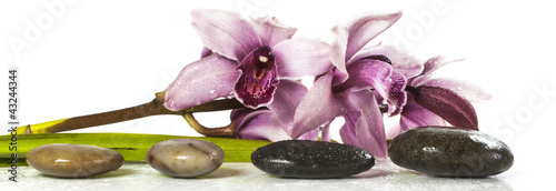 Naklejka dekoracyjna orchid and stones on white background