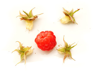 Canvas Print - raspberries on white background