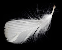 White Feather Of A Bird On A Black Background