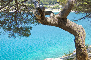 Poster - beautiful maritime pine on the sea, rocky beach, croatia