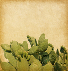 Sticker - The texture of the old paper with a fragment of cactus