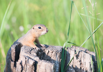 Wall Mural - European ground squirrel (spermophilus citellus, suslik)