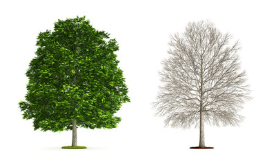 ash tree.