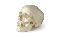Skull, Human