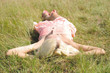 © fuzzbones - Young girl on grass