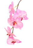 Fototapeta Storczyk - Beautiful blooming orchid isolated on white