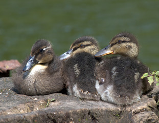 Canvas Print - Chicks