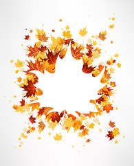 Wall Mural - maple leaves background