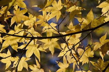 Wall Mural - colorful autumn leaves background