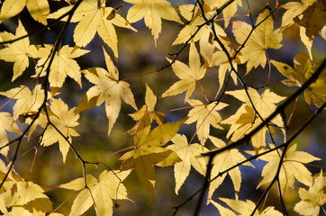 Wall Mural - colorful autumn leaves background