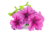 A Bouquet Of Purple Petunias Isolated On White