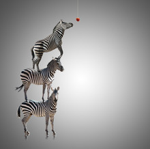 Stack Of Zebra Reaching To Eat Apple