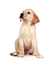 Poster - Beautiful Labrador retriever puppy