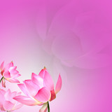 Fototapeta Kwiaty - Lotus with nice background for adv or others purpose use