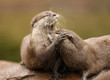 Oriental Short-Clawed Otters cuddling