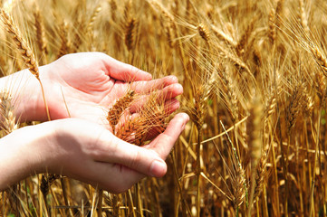 Farmer holding golden wheat in his palms