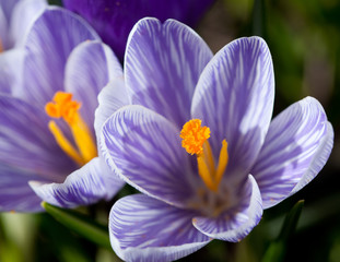 Purple flowers