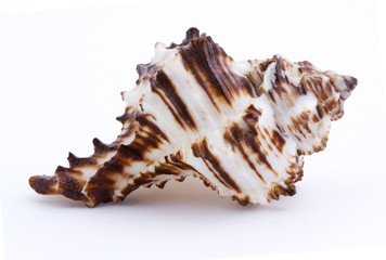 Wall Mural - Sea shell