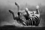 Zebra rolling in the dust