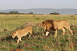 ケニアマサイマラ　ライオンの夫婦