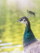 Portrait of Female of Blue Peacock