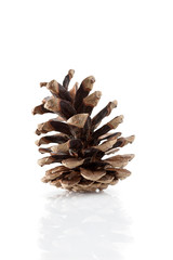 Wall Mural - pine cone