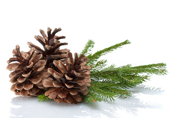 Wall Mural - pine cones and needles