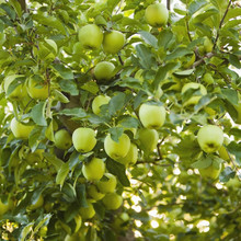 Green Apples Growing On Tree