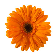 Orange Daisy Flower Isolated