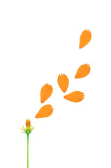 Wall Mural - beautiful yellow cosmos flower isolated on a white background.