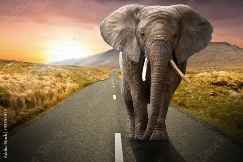 Plakat na zamówienie Elephant walking on the road at sunset