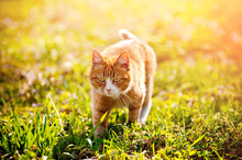 Redheaded Cat On Green Grass