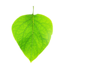 Isolated leaf on white background