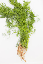 Fresh Picked Dill With Roots