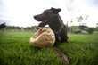 © Eric Raptosh Photography/Blend Images - Happy dog sitting in grass with punctured soccer ball