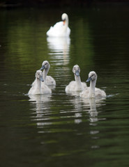 Canvas Print - Cygnets