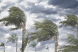 © REB Images/Blend Images - Rain and storm winds blowing trees