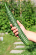 Large green cucumber