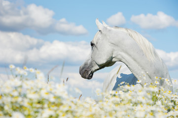 Wall Mural - white atab horse in chamomiles