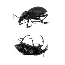 Black Beetle Isolated On White Background