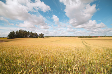 Wall Mural - Ripe wheat.