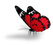 Red Butterfly , Isolated On White