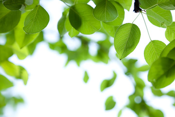 Wall Mural - Green leaves border with bokeh background