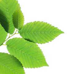 Wall Mural - Fresh green leaves isolated on white