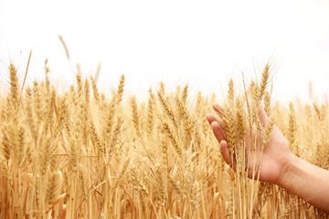 Gold harvest in hand