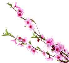 Beautiful Pink Peach Blossom Isolated On White