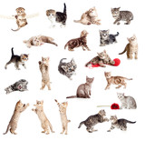 Fototapeta Koty - Funny British kittens collection isolated on white