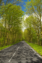Wall Mural - beautiful road