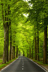 Wall Mural - beautiful road